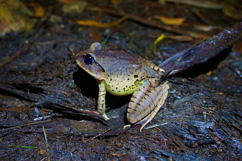 Glow Worms Private Tour - Nocturnal Rainforest Walk - Holiday Jervis Bay 0
