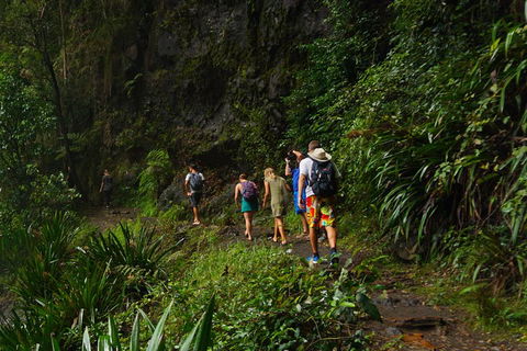 Glow Worms Private Tour - Nocturnal Rainforest Walk - Holiday Jervis Bay 1
