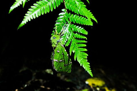 Glow Worms Private Tour - Nocturnal Rainforest Walk - Holiday Jervis Bay 2