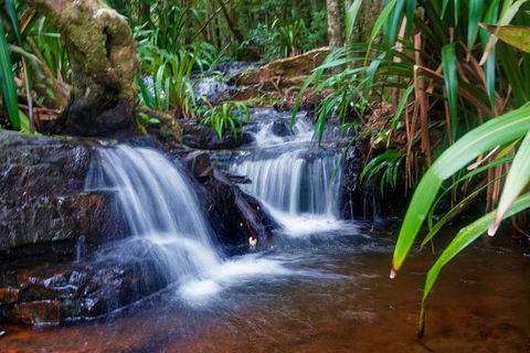 Glow Worms Private Tour - Nocturnal Rainforest Walk - Holiday Jervis Bay 5