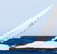 2-Hour Guided Whale Watching Tour at Noosa