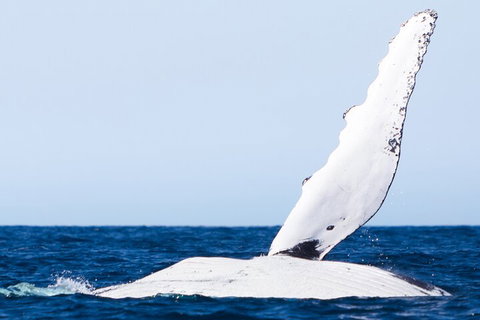 2-Hour Guided Whale Watching Tour At Noosa - Holiday Jervis Bay 0