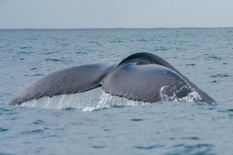 2-Hour Guided Whale Watching Tour At Noosa - Holiday Jervis Bay 1