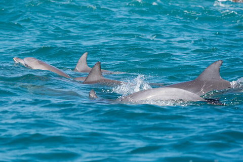 2-Hour Guided Whale Watching Tour At Noosa - Holiday Jervis Bay 2