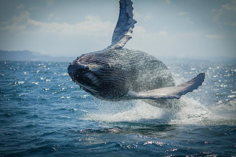 2-Hour Guided Whale Watching Tour At Noosa - Holiday Jervis Bay 3