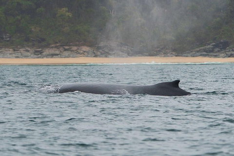 2-Hour Guided Whale Watching Tour At Noosa - Holiday Jervis Bay 5