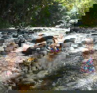 Daintree Rainforest Cape Tribulation Mossman Gorge Small-Group Day Tour - Holiday Jervis Bay