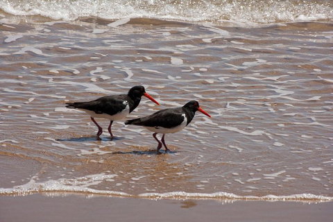 1770 Coastline Tour By LARC Amphibious Vehicle Including Picnic Lunch - Holiday Jervis Bay 2