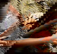 Ngana Julaymba Dungay - Full Day - Holiday Jervis Bay