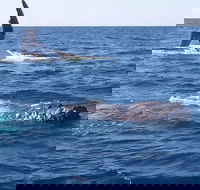 Noosa Whale Watching