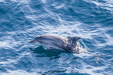 All Inclusive Dolphin And Tangalooma Wrecks Cruise - Holiday Jervis Bay 1