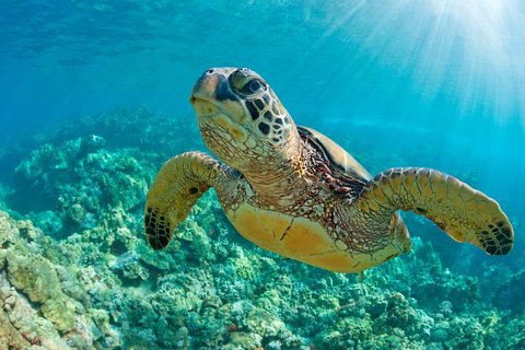 All Inclusive Dolphin And Tangalooma Wrecks Cruise - Holiday Jervis Bay 3