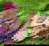 Kuranda Day Tour  HotAir Balloon Combo - Holiday Jervis Bay