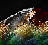 Sydney Taronga Zoo General Entry Ticket - Holiday Jervis Bay