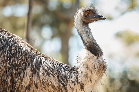 Sydney Taronga Zoo General Entry Ticket - Holiday Jervis Bay 4