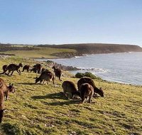 Kangaroo Island Personal Group Tours - Holiday Jervis Bay