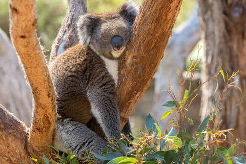 Mount Lofty Hike And Cleland Wildlife Park Day Trip From Adelaide - Holiday Jervis Bay 2
