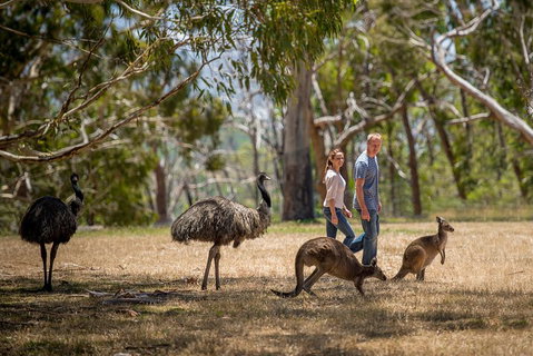 Mount Lofty Hike And Cleland Wildlife Park Day Trip From Adelaide - Holiday Jervis Bay 5