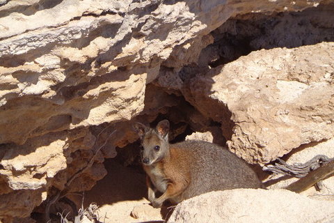 Shipwreck Special Full Day Tour Of The Abrolhos Islands - Holiday Jervis Bay 4