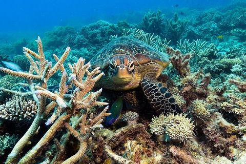 Great Barrier Reef Day Cruise From Cairns Including Snorkeling And Marine Biologist Presentation - Holiday Jervis Bay 4