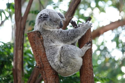Small-Group Blue Mountains Tour With A Local Guide - Holiday Jervis Bay 2