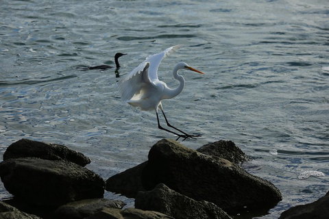 Kayak Tour In Adelaide Dolphin Sanctuary - Holiday Jervis Bay 1