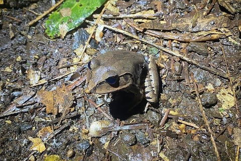 Evening Rainforest & Glow Worm Experience - Holiday Jervis Bay 1