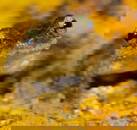 Daintree and Cape Tribulation Full Day Guided Tour - Holiday Jervis Bay