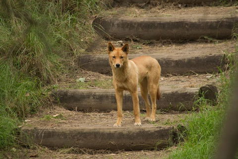 Blue Mountains Small-Group Insider Tour From Sydney - Holiday Jervis Bay 3