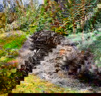 Cradle Mountain National Park Day Tour from Launceston - Holiday Jervis Bay