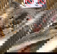 Kuranda Tour Deluxe Course with Kuranda 3 Zoos or Free Course - Holiday Jervis Bay