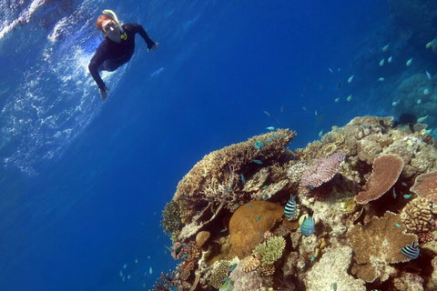 Silverswift Outer Great Barrier Reef Dive And Snorkel Cruise From Cairns - Holiday Jervis Bay 3