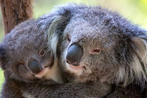 Half-Day Or Full-Day Tour With Private Guide From Melbourne - Holiday Jervis Bay 1