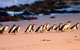 Half-Day Or Full-Day Tour With Private Guide From Melbourne - thumb 5