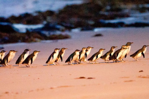Half-Day Or Full-Day Tour With Private Guide From Melbourne - Holiday Jervis Bay 5