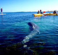 Penguin and Seal Islands Sea Kayaking Experience - Holiday Jervis Bay