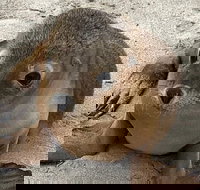 Kangaroo Island Scenic Trail Tour - Holiday Jervis Bay