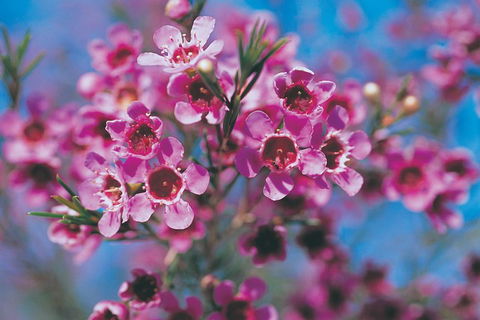 Best Of Perth Wildflower Season Day Trip - Holiday Jervis Bay 1