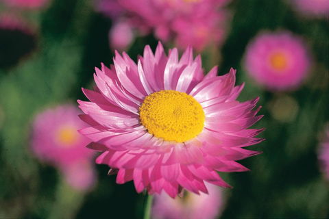 Best Of Perth Wildflower Season Day Trip - Holiday Jervis Bay 5