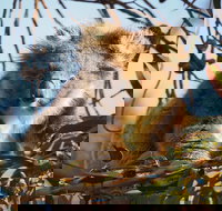 2-Hour Koala Walking Tour in Kangaroo Island - Holiday Jervis Bay