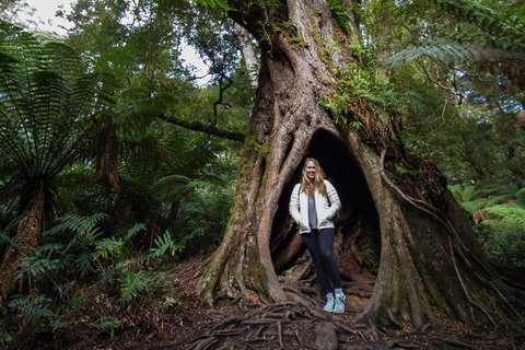 Great Ocean Road Small-Group Ecotour From Melbourne - Holiday Jervis Bay 4