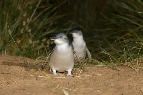 Phillip Island Penguin, Brighton Beach, Moonlit Sanctuary From Melbourne - Holiday Jervis Bay 2