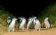Phillip Island Penguin, Brighton Beach, Moonlit Sanctuary From Melbourne - thumb 5
