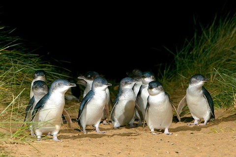 Phillip Island Penguin, Brighton Beach, Moonlit Sanctuary From Melbourne - Holiday Jervis Bay 5