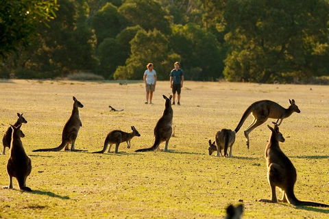 Grampians National Park Small-Group Eco Tour From Melbourne - Holiday Jervis Bay 4