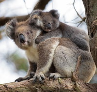 Great Ocean Road Sunset Tour from Melbourne - Holiday Jervis Bay