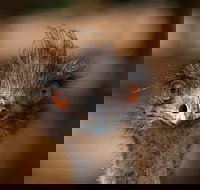 Currumbin Wildlife Sanctuary General Entry Ticket - Holiday Jervis Bay