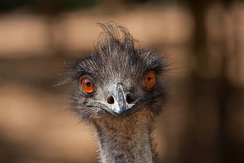 Currumbin Wildlife Sanctuary General Entry Ticket - Holiday Jervis Bay 0