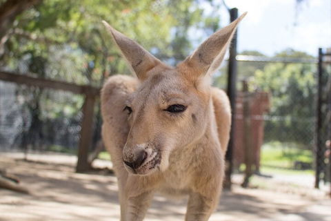 Currumbin Wildlife Sanctuary General Entry Ticket - Holiday Jervis Bay 2