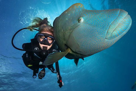 Great Barrier Reef Snorkeling And Diving Cruise From Cairns - Holiday Jervis Bay 0